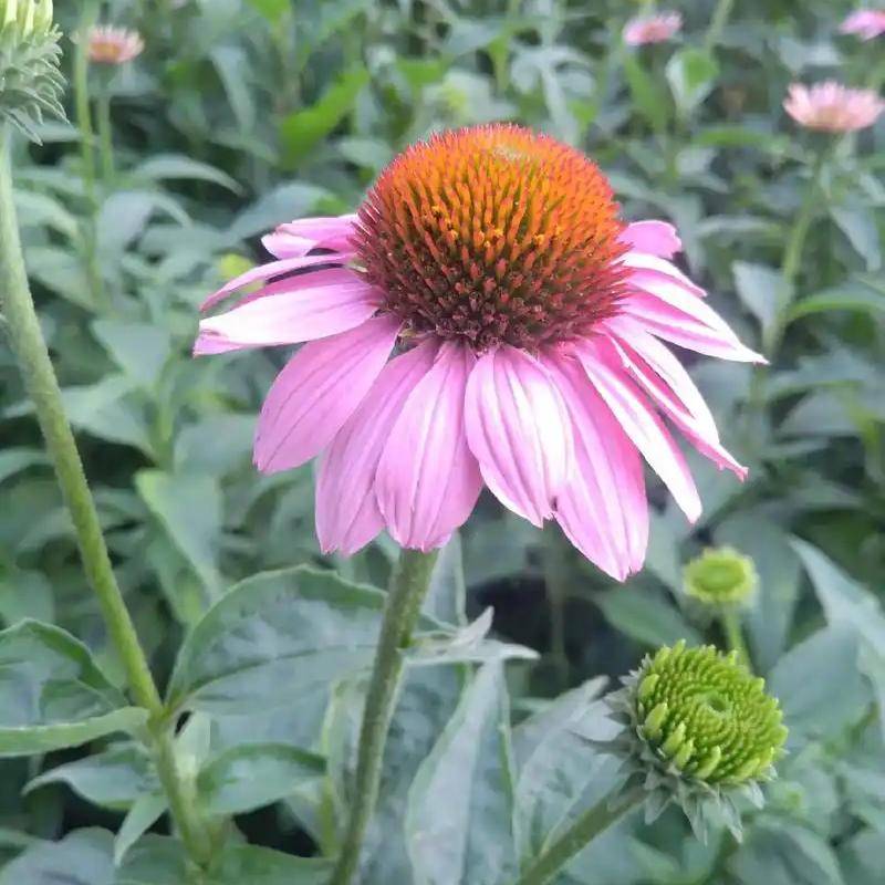 Echinacea