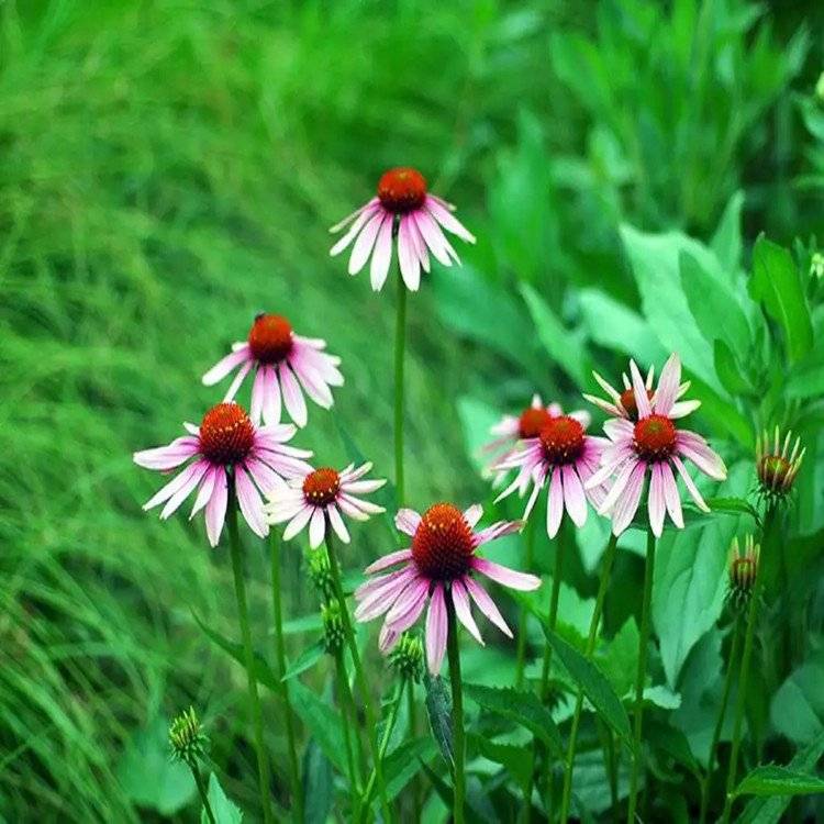 Echinacea