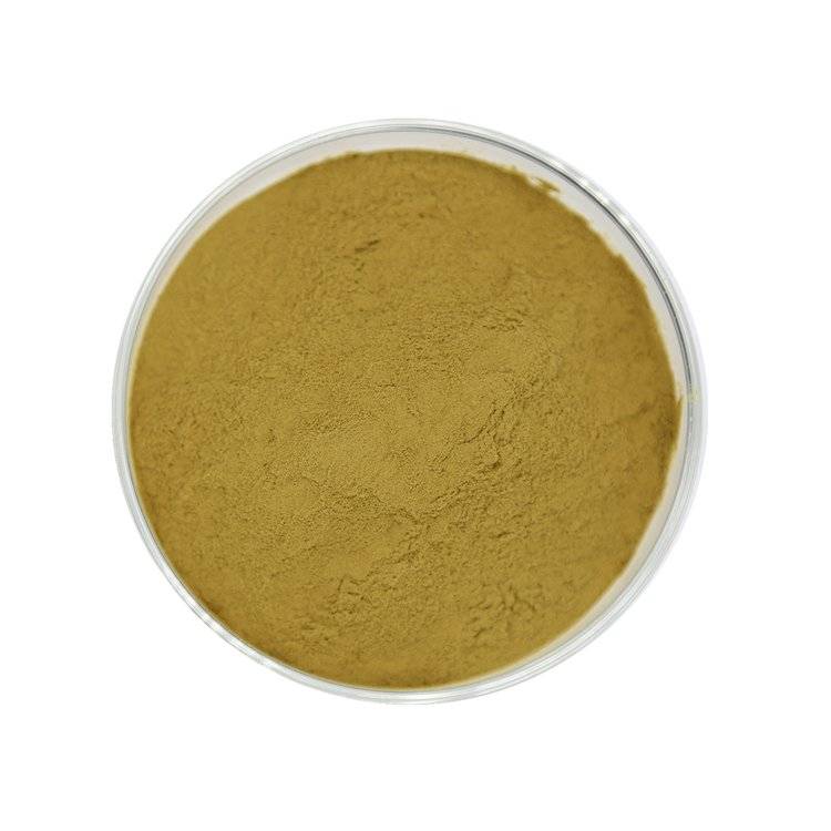 Echinacea extract powder