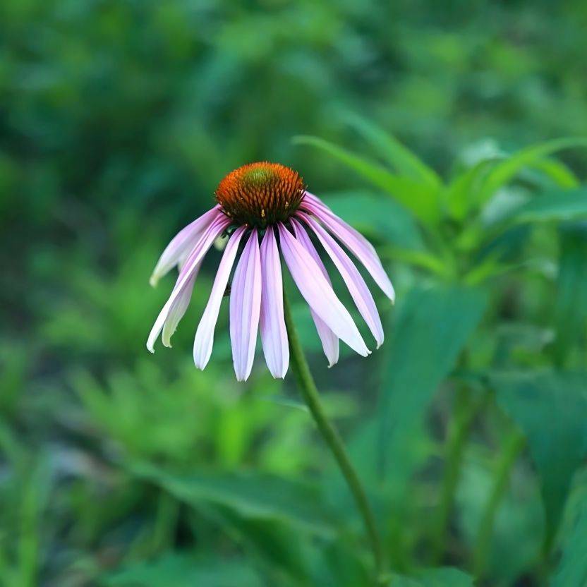 Echinacea