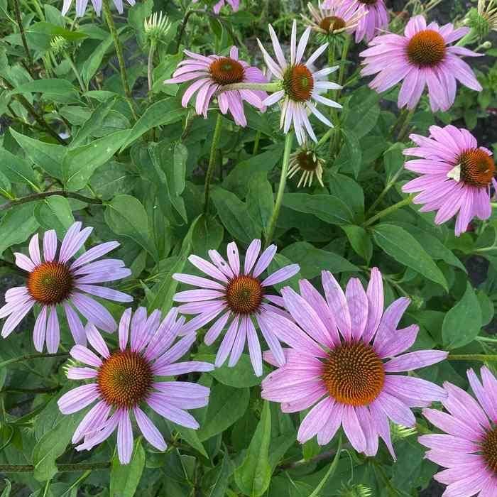 Echinacea