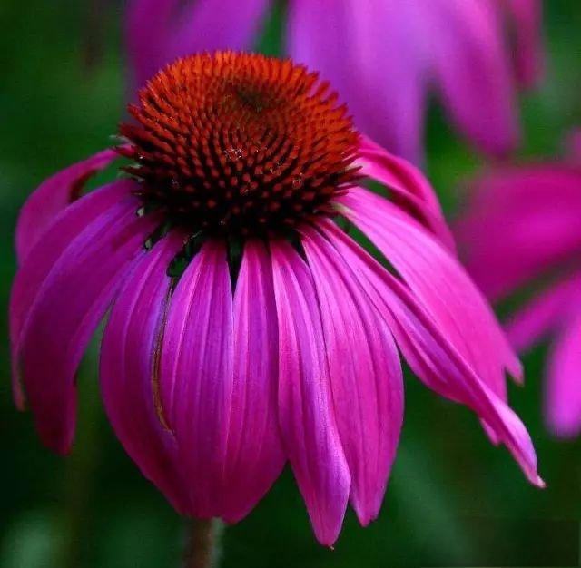Echinacea