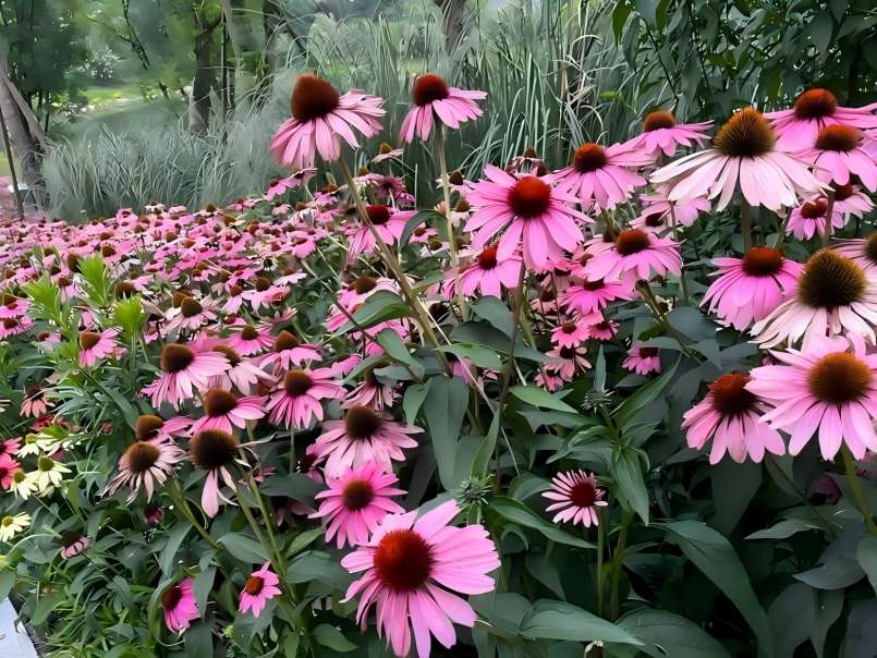 Echinacea