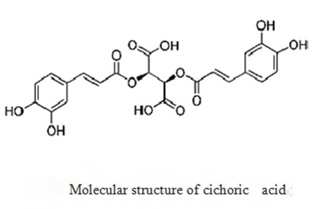 Echinacea extract
