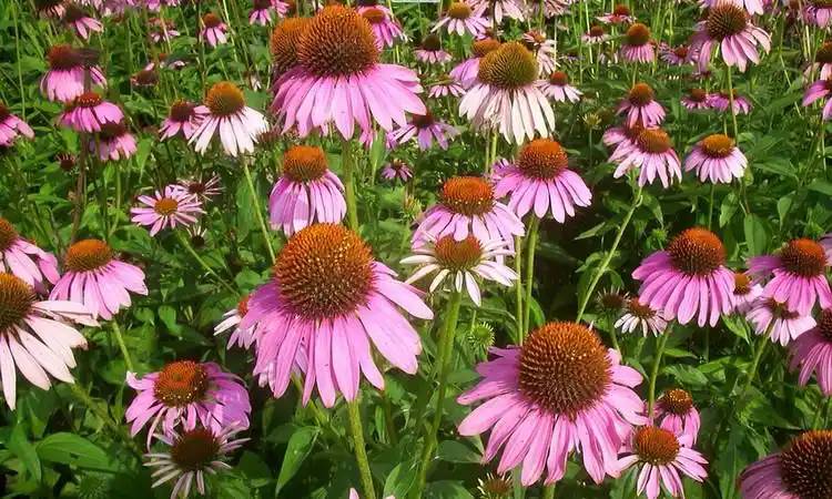 Echinacea