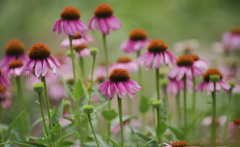 Echinacea
