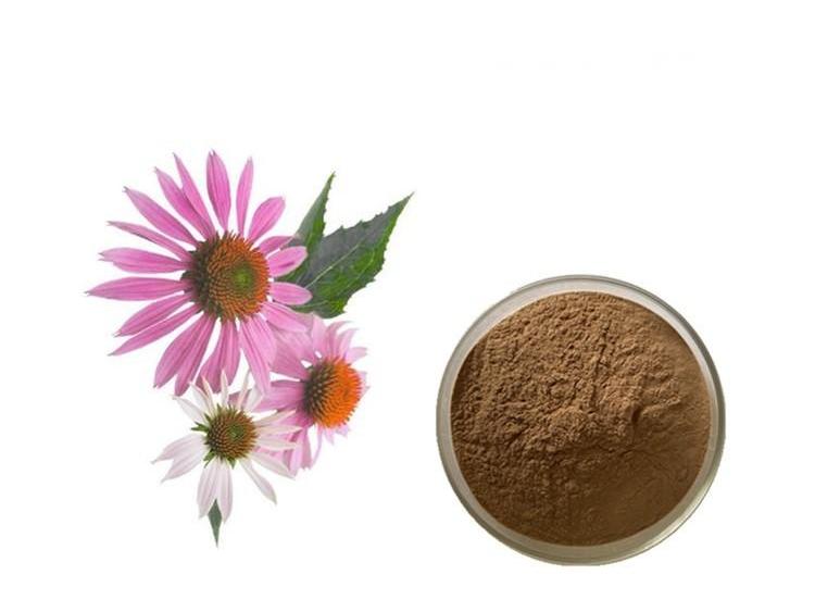 Echinacea extract powder