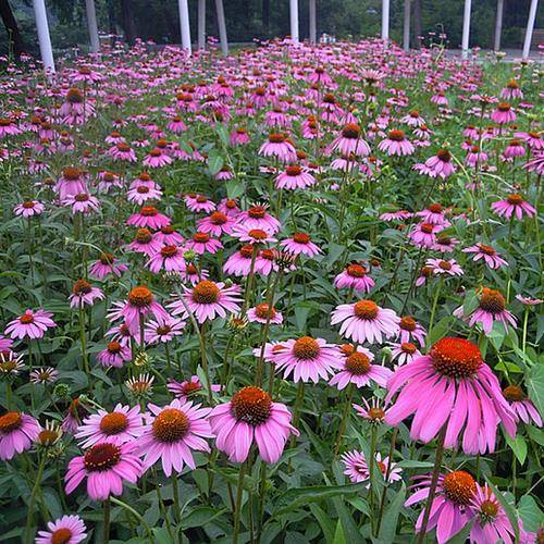 Echinacea