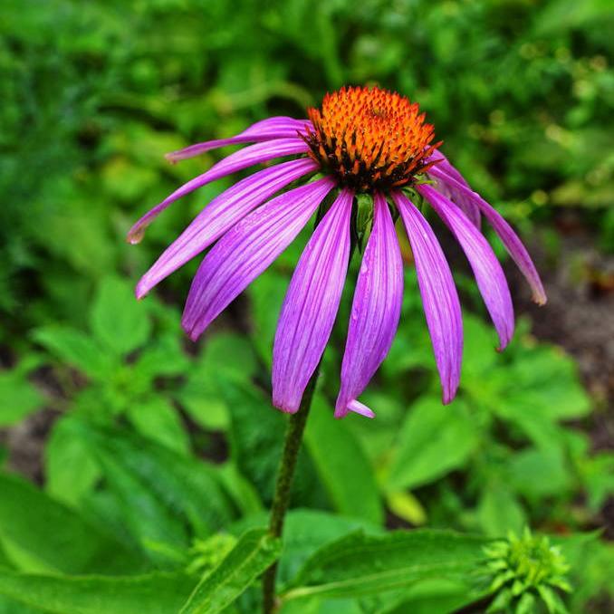 Echinacea