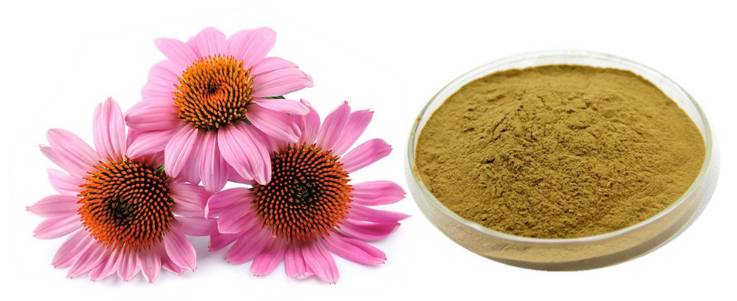 Echinacea extract powder