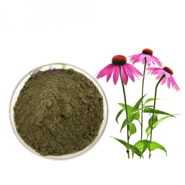 Echinacea extract powder
