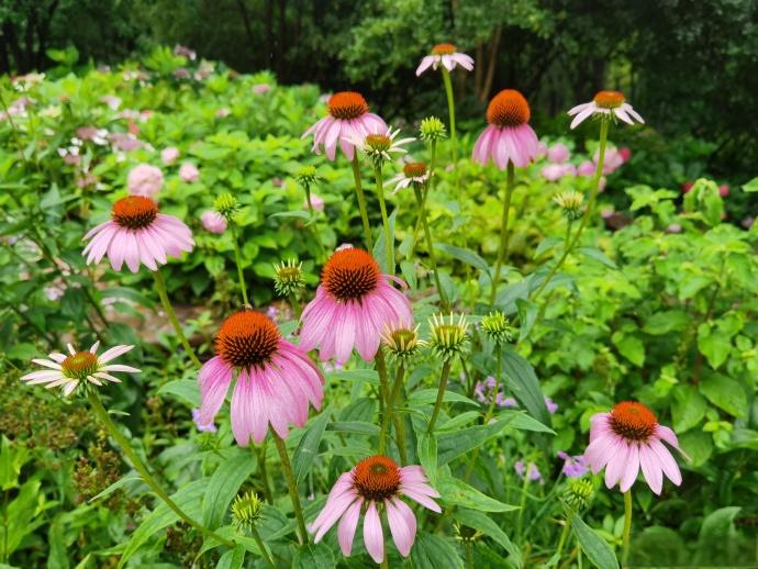 Echinacea