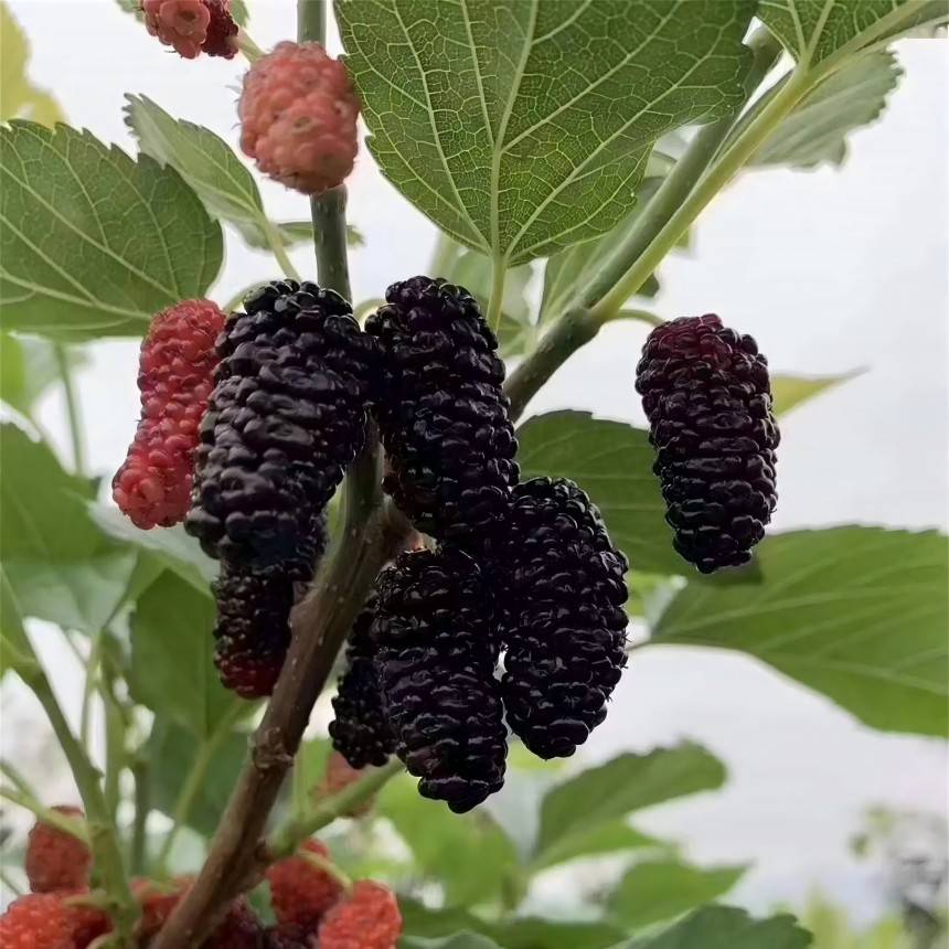 Mulberry