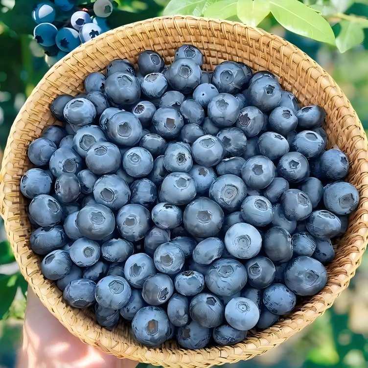 Blueberry
