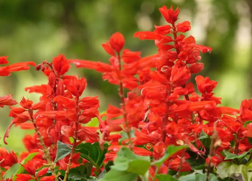 Salvia