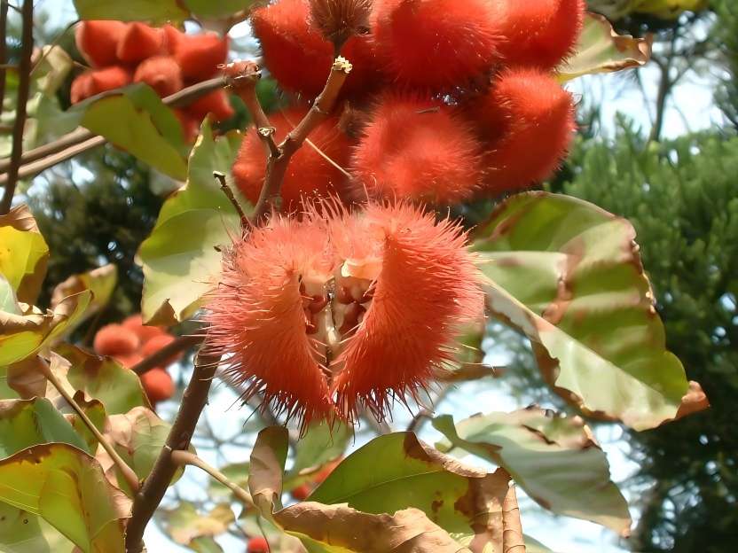 Annatto