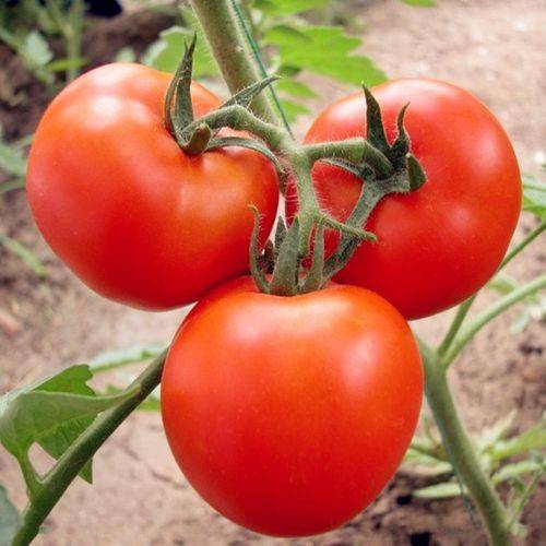 tomato