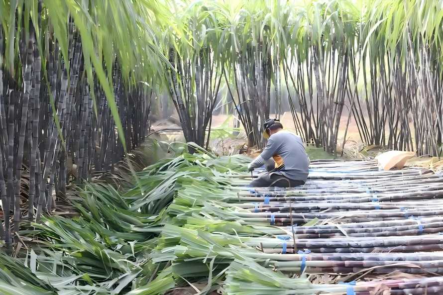sugar cane