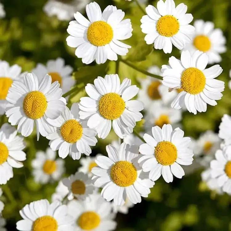 Chamomile