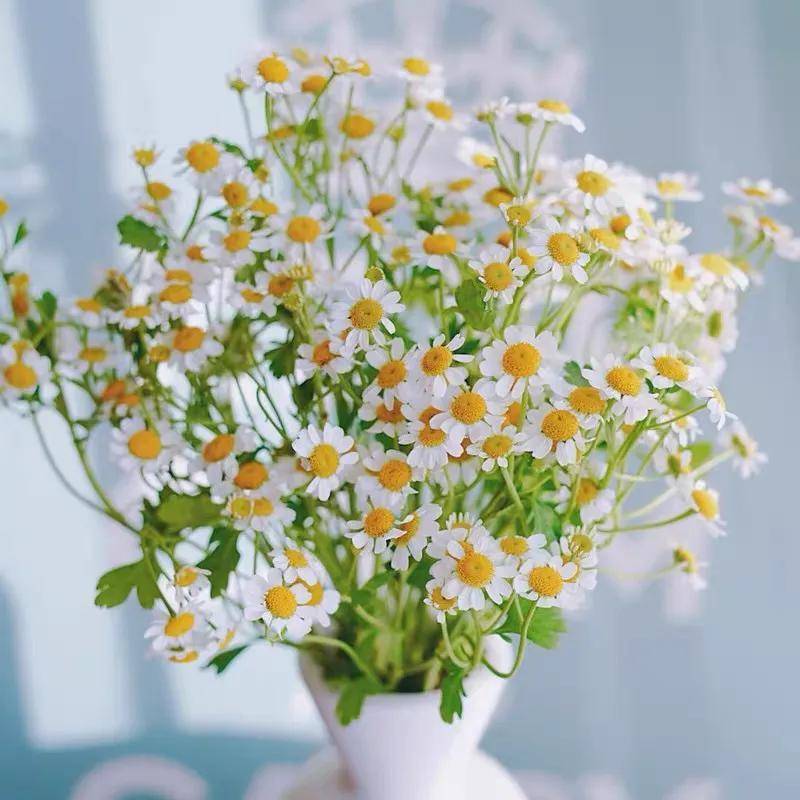 Chamomile