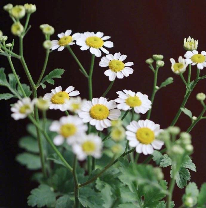 Chamomile