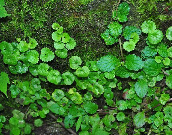 Centella Asiatica
