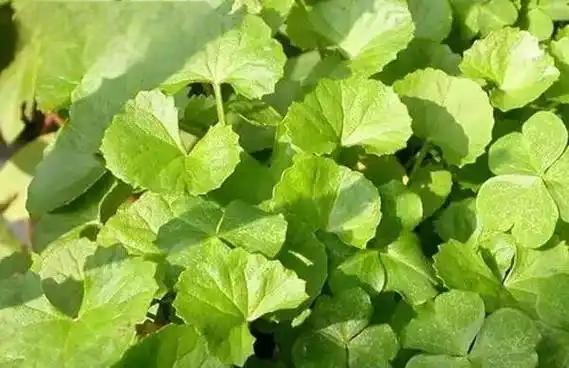Centella Asiatica