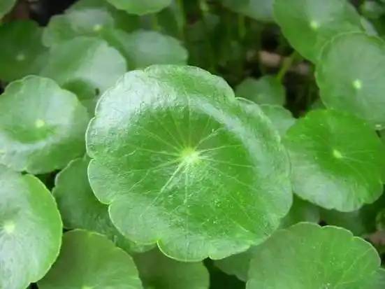 Centella Asiatica