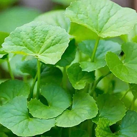 Centella Asiatica