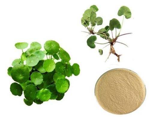 Centella Asiatica extract powder