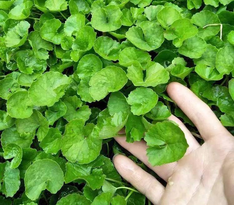 Centella Asiatica