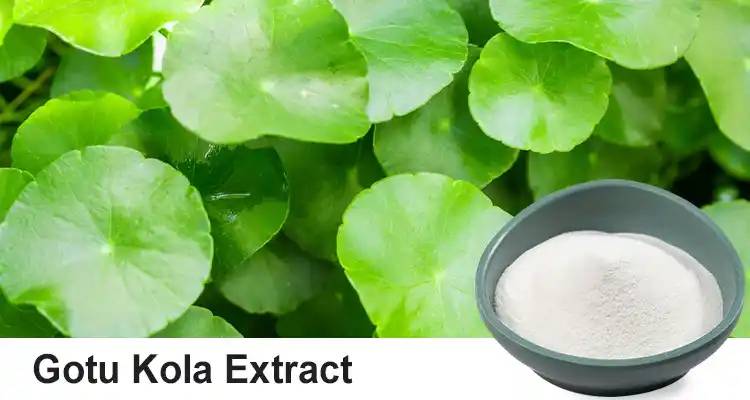 Centella Asiatica extract powder