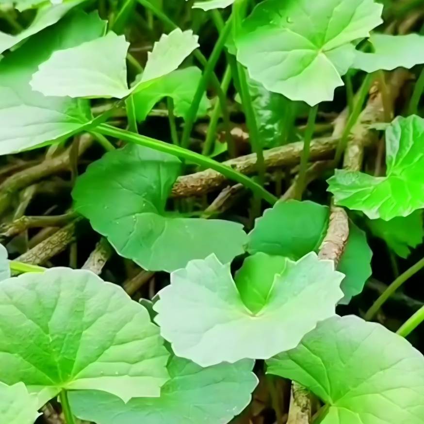 Centella Asiatica