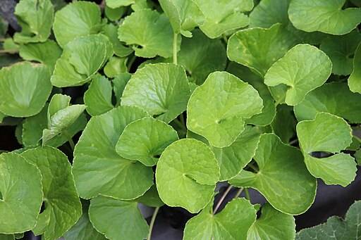 Centella Asiatica