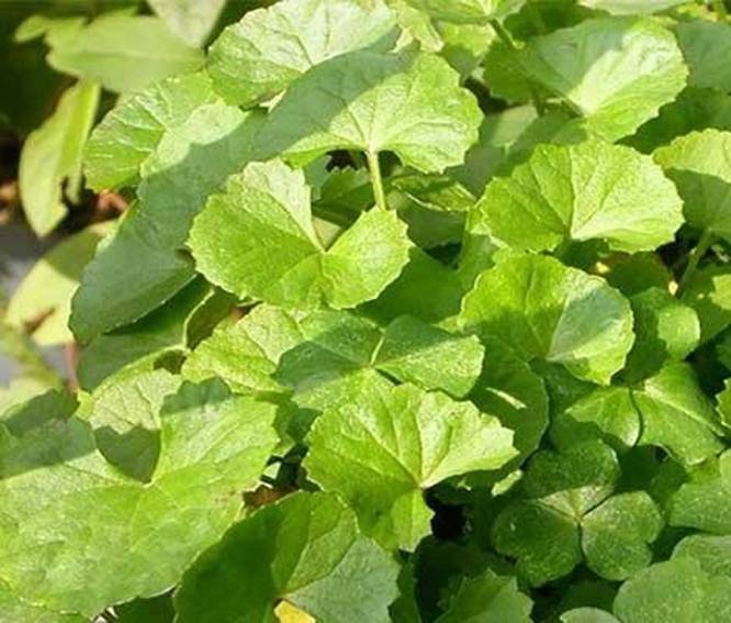 Centella Asiatica