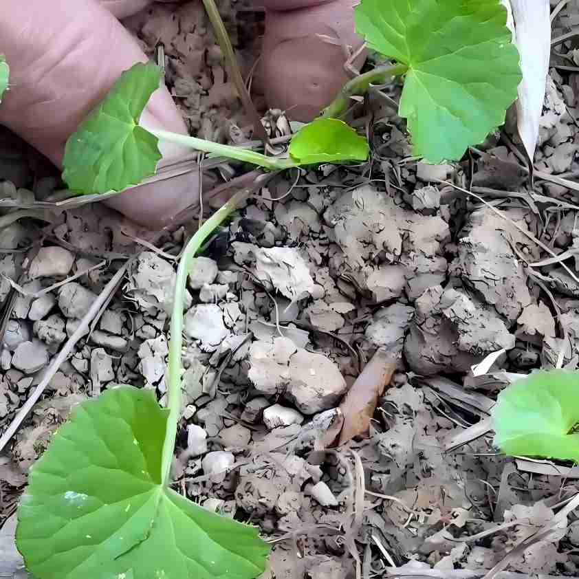 Centella Asiatica
