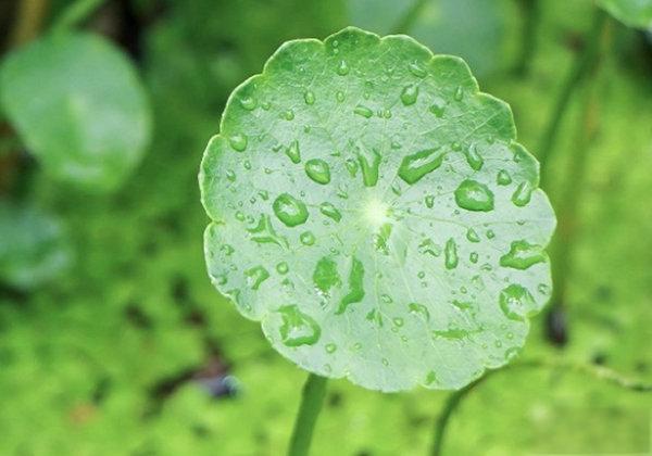 Centella Asiatica