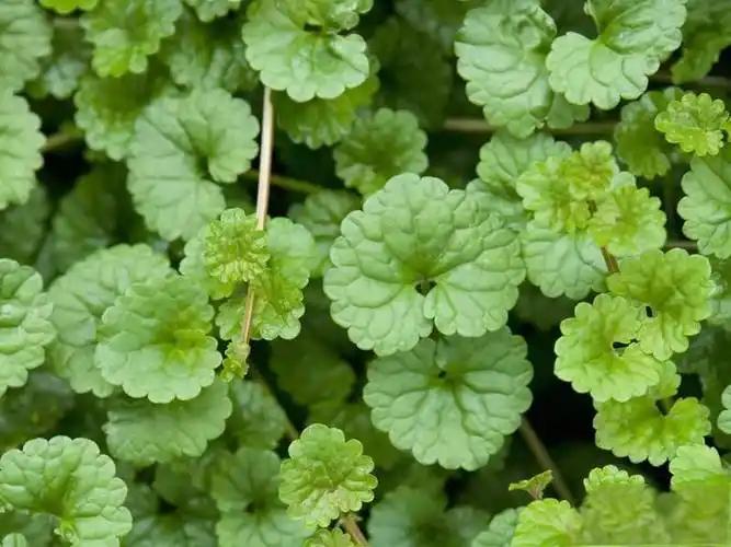 Centella Asiatica