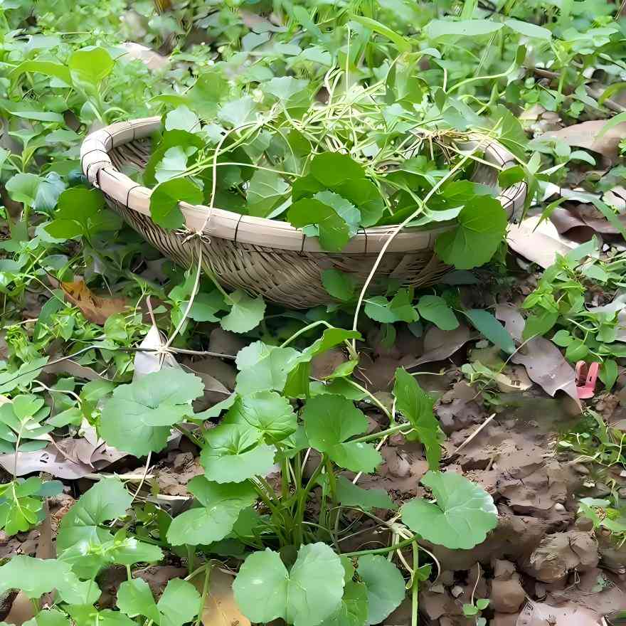 Centella Asiatica