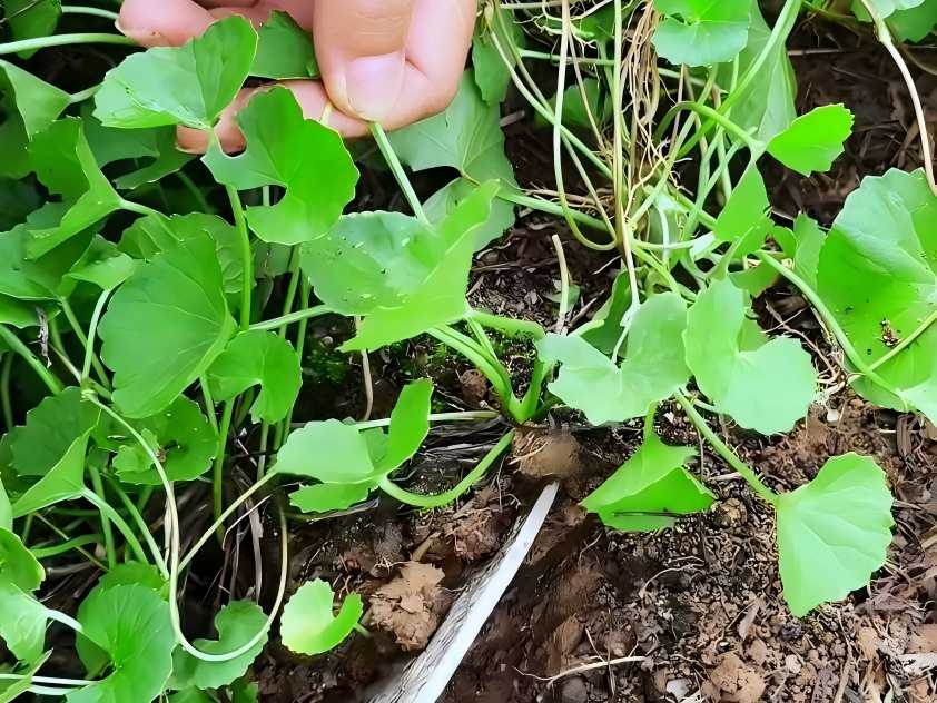 Centella Asiatica