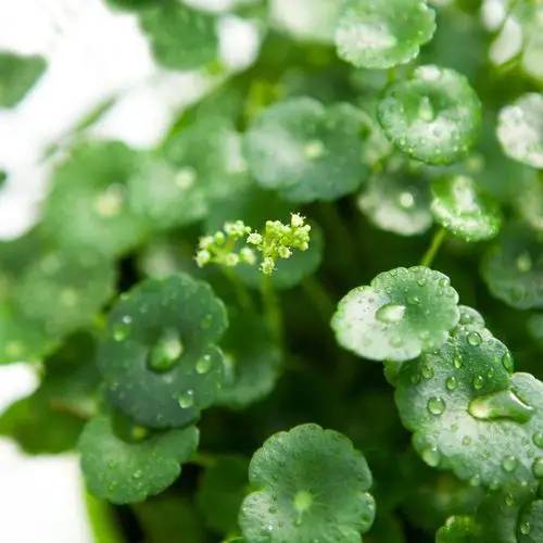 Centella Asiatica