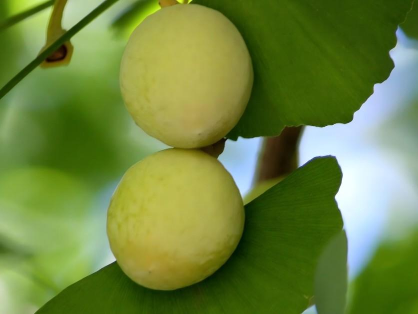 ginkgo biloba