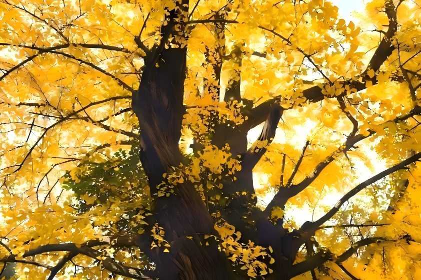 ginkgo biloba