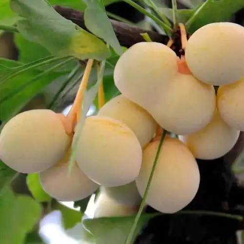 ginkgo biloba