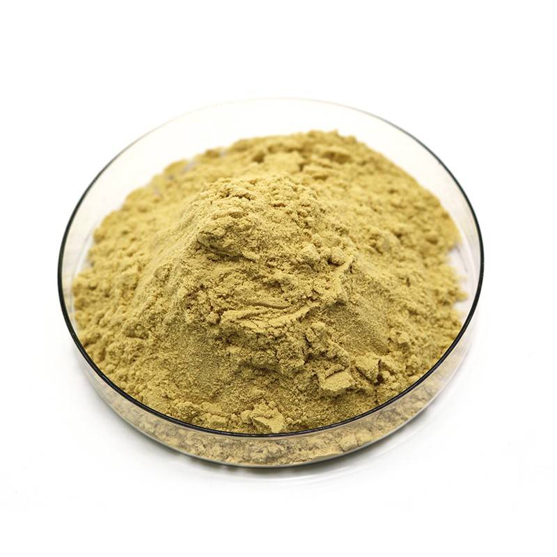 ginkgo biloba extract powder