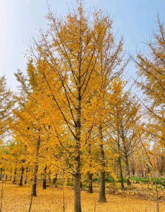 ginkgo biloba