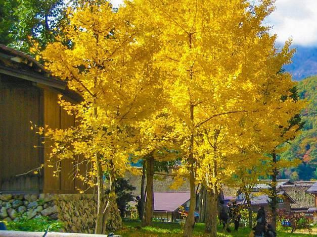 ginkgo biloba