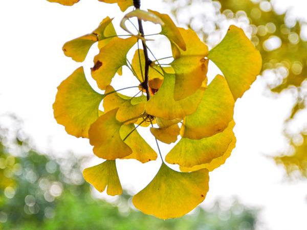 ginkgo biloba