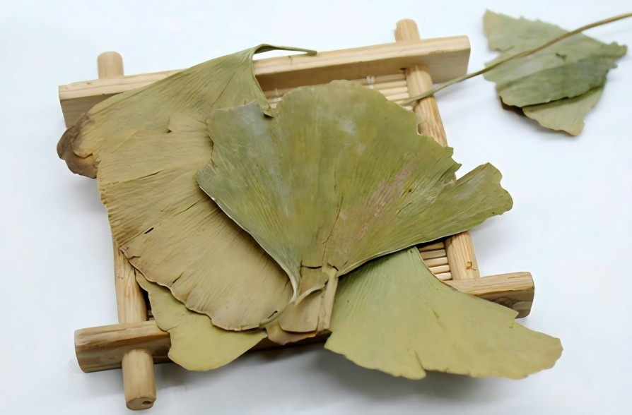 ginkgo biloba