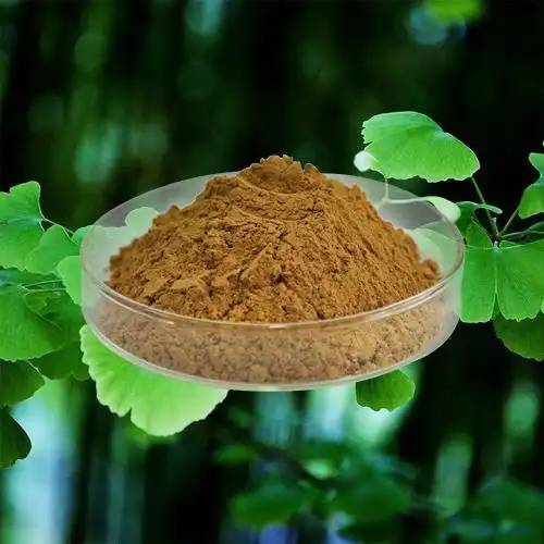 ginkgo biloba extract powder